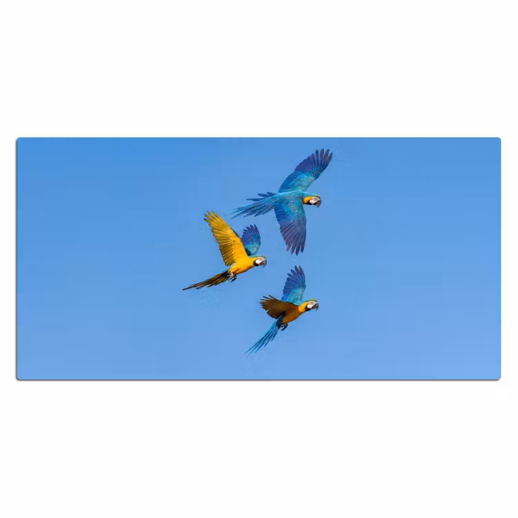 Papagaai - Vliegen - Blauw - Geel Muismat XXL klein -3d_leeg