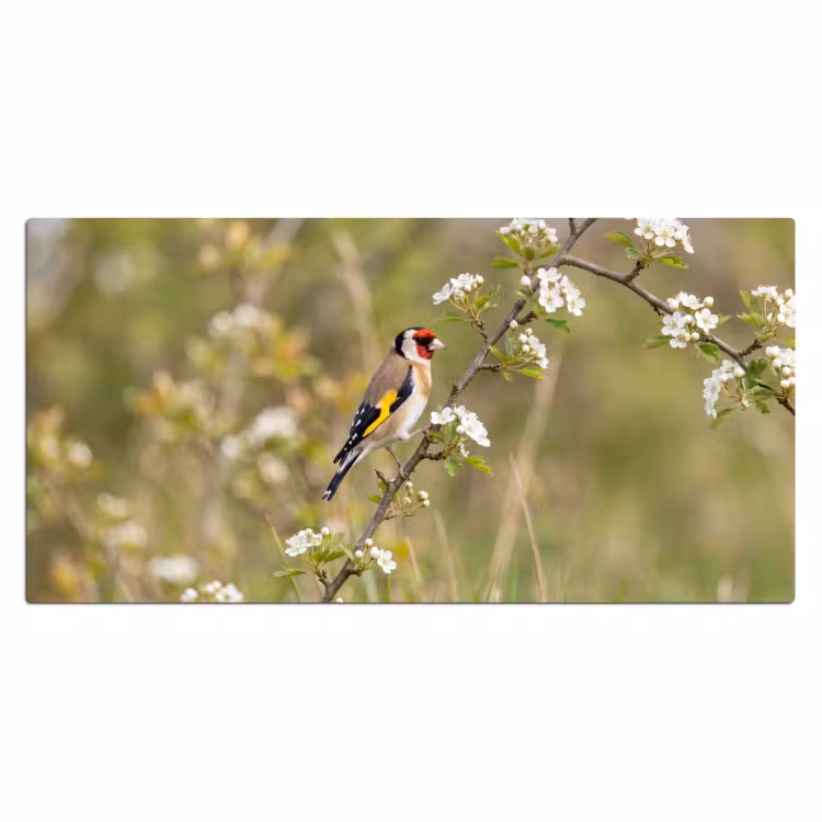 Putter - Bloesem - Lente - Natuur - Kleurrijk Muismat XXL klein -3d_leeg