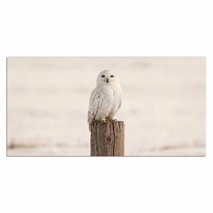 Sneeuwuil - Paal - Winter - Portret - Majestueus Muismat XXL klein -3d_leeg