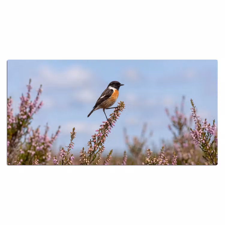 Roodborsttapuit - Heide - Paars - Natuur - Sfeervol Muismat XXL klein -3d_leeg