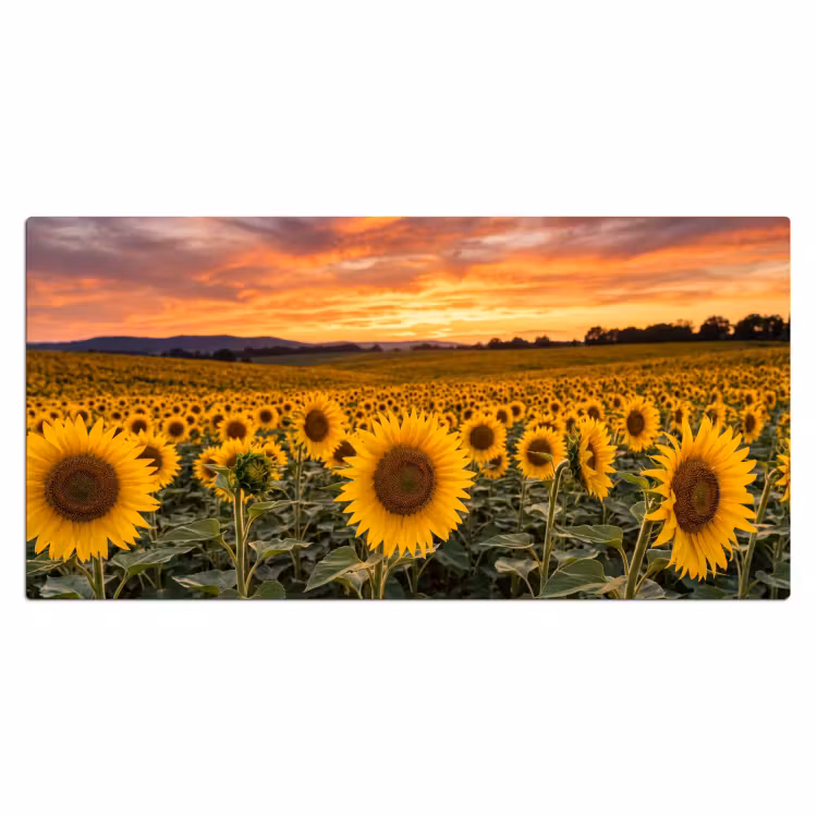 Zonnebloemen - Heuvellandschap - Geel Muismat XXL klein -3d_leeg