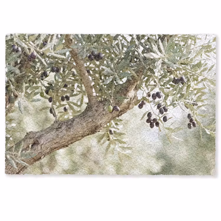 Doormat - Olive tree - branch - green - Olijfboom - tak - groen Deurmat klein