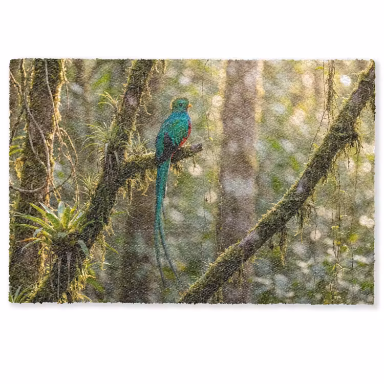 Quetzal - Jungle - Natuur - Groen Deurmat klein -zkaufland3d