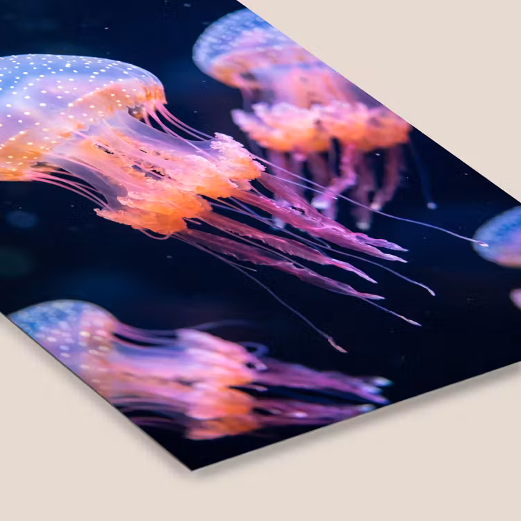 Dier - Onderwater - Natuur - Roze - Mysterieus fotolijst zwart zonder passe partout klein -zsfeer6