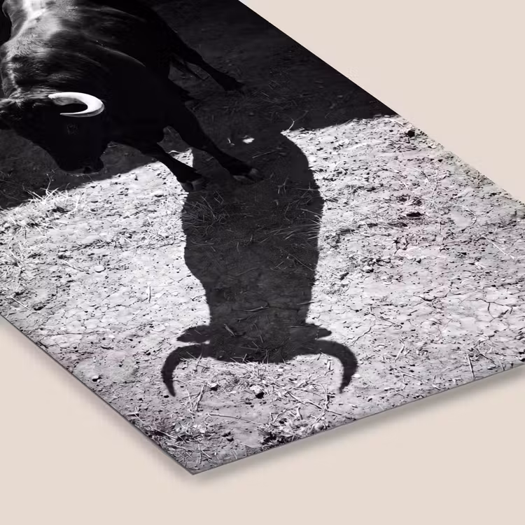 Stier - Schaduw - Dieren - Contrast - Zwart-wit fotolijst zwart zonder passe partout klein -zsfeer6