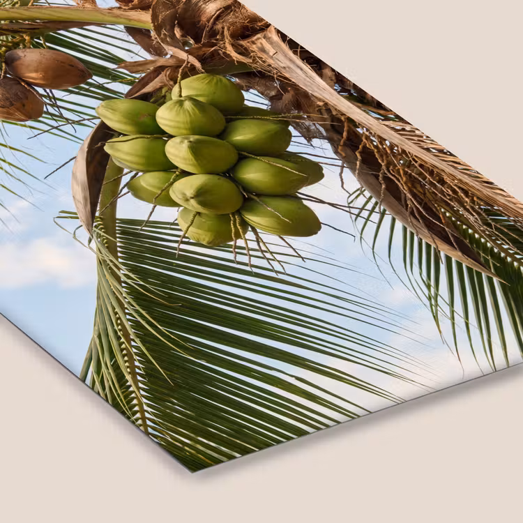 Kokosnoot - Boom - Tropisch - Natuur - Groen fotolijst zwart zonder passe partout klein -zsfeer6