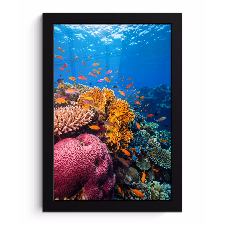 Koraal - Vissen - Oceaan - Natuur - Kleurrijk fotolijst zwart zonder passe partout klein -3d