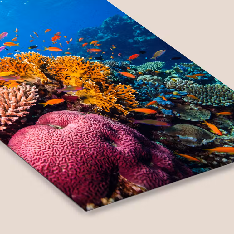 Koraal - Vissen - Oceaan - Natuur - Kleurrijk fotolijst zwart zonder passe partout klein -zsfeer6