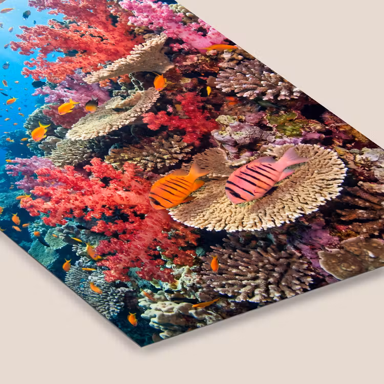 Koraalrif - Vissen - Onderwater - Tropisch - Rood fotolijst zwart zonder passe partout klein -zsfeer6