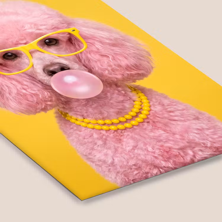 Hond - Kauwgum - Dieren - Modern - Roze fotolijst zwart zonder passe partout klein -zsfeer6