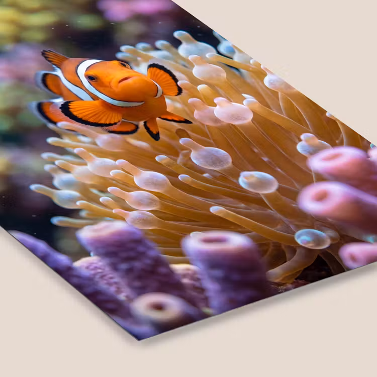 Vis - Koraal - Onderwater - Oranje - Dieren fotolijst zwart zonder passe partout klein -zsfeer6