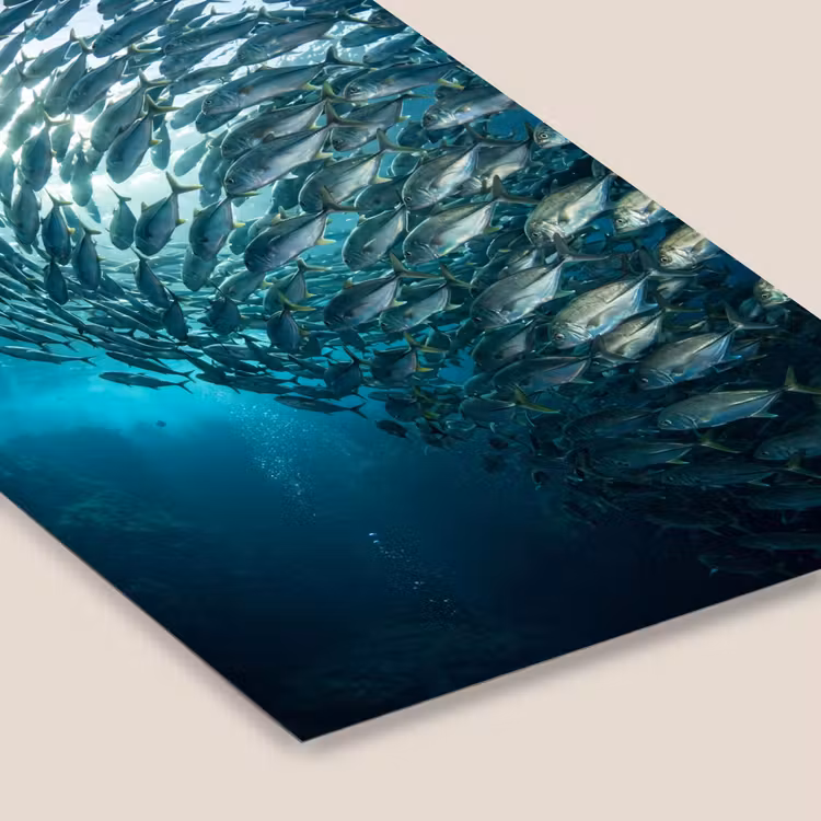 Vis - School - Oceaan - Natuur - Blauw fotolijst zwart zonder passe partout klein -zsfeer6