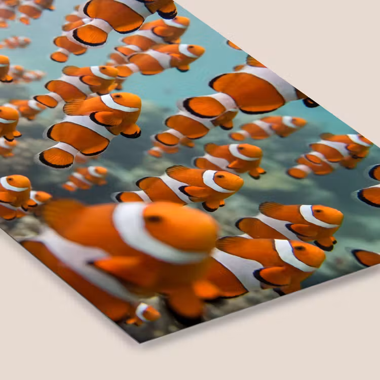 Vis - School - Onderwater - Dieren - Oranje fotolijst zwart zonder passe partout klein -zsfeer6