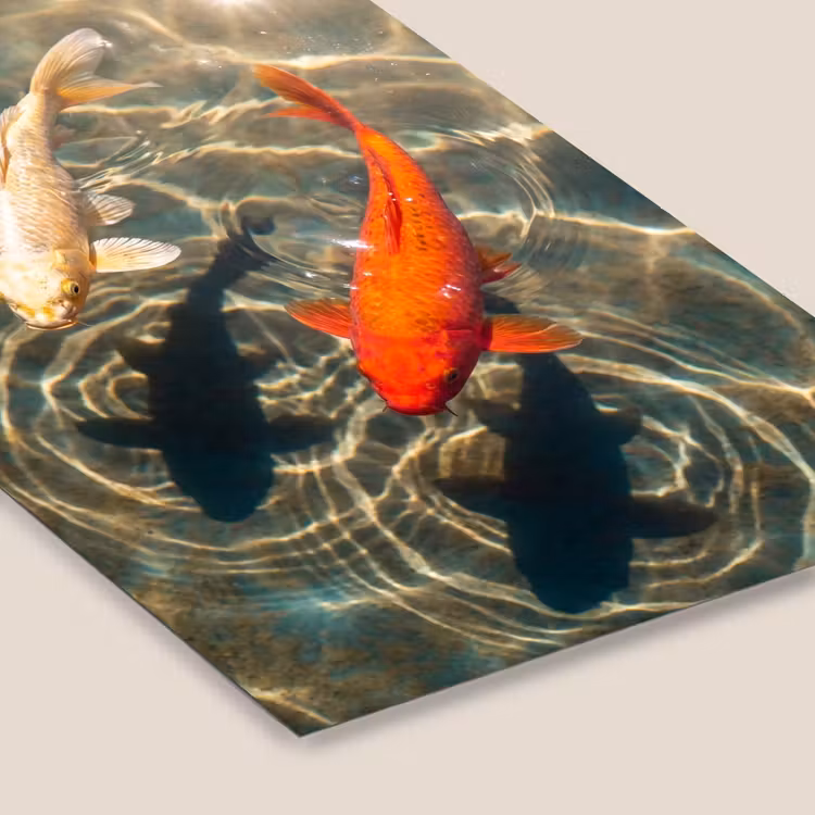 Vis - Water - Dieren - Oranje - Goud fotolijst zwart zonder passe partout klein -zsfeer6