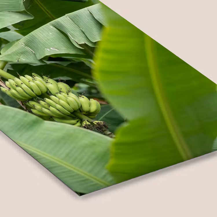 Eten - Bananen - Plantage - Groen fotolijst zwart zonder passe partout klein -zsfeer6
