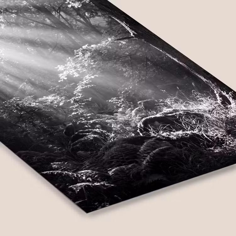 Bos - Lichtstralen - Natuur - Zwart-wit fotolijst zwart zonder passe partout klein -zsfeer6