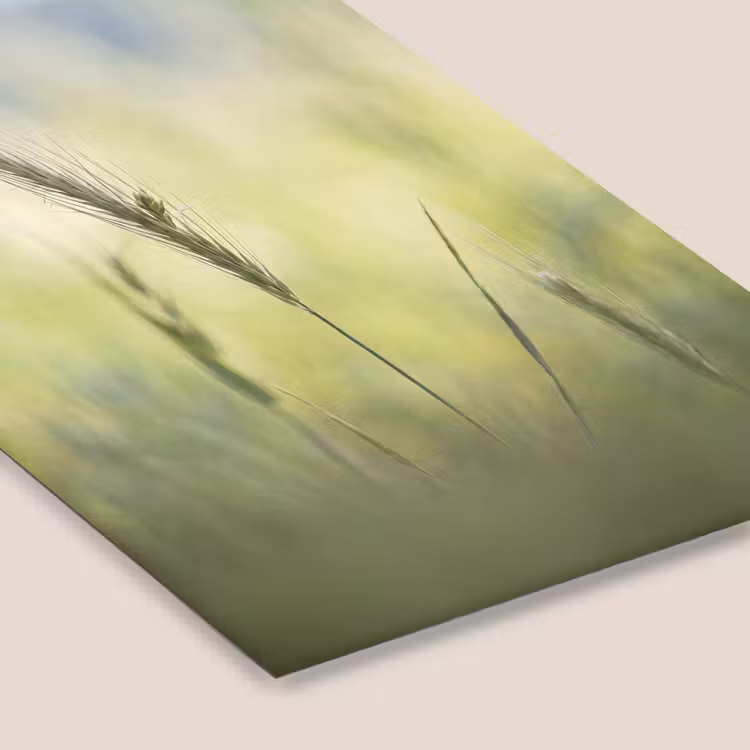Graan - Aar - Natuur - Groen - Detail fotolijst zwart zonder passe partout klein -zsfeer6