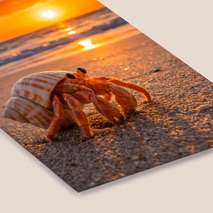 Kreeft - Strand - Natuur - Zonsondergang - Oranje fotolijst zwart zonder passe partout klein -zsfeer6