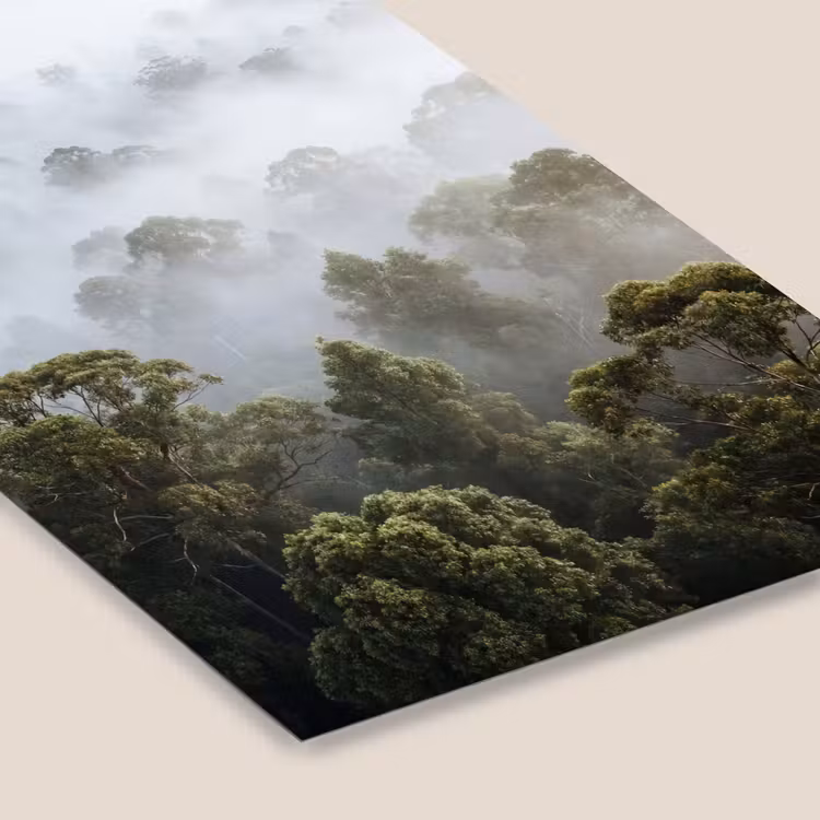 Natuur - Mist - Bos - Ochtend - Goud fotolijst zwart zonder passe partout klein -zsfeer6