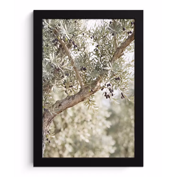 Framed Prints - Olive tree - branch - green - Olijfboom - tak - groen fotolijst zwart zonder passe partout klein