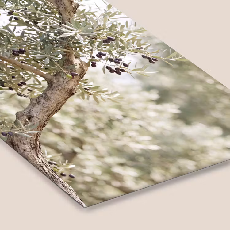 Framed Prints - Olive tree - branch - green - Olijfboom - tak - groen fotolijst zwart zonder passe partout klein