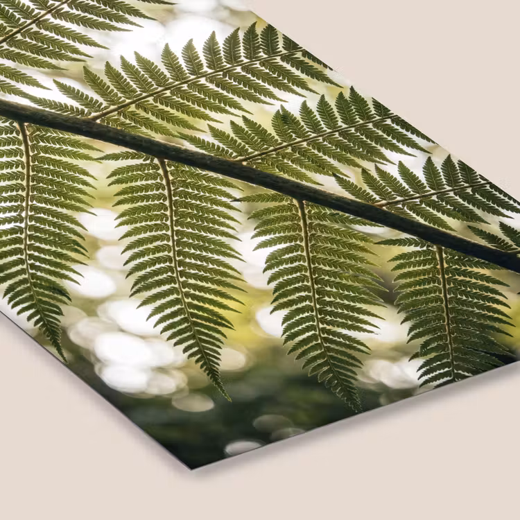 Plant - Blad - Natuur - Groen - Detail fotolijst zwart zonder passe partout klein -zsfeer6