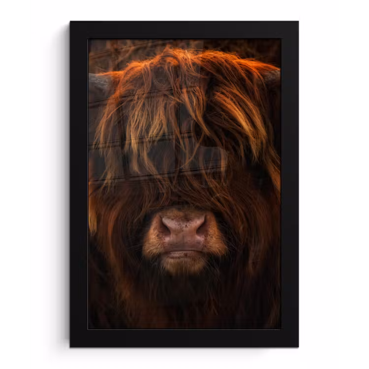 Schotse Hooglander - Koe - Zwart - Portret fotolijst zwart zonder passe partout klein -3d