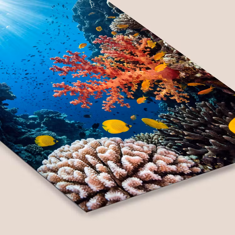 Zee - Koraalrif - Natuur - Levendig - Blauw fotolijst zwart zonder passe partout klein -zsfeer6