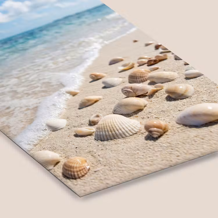 Schelpen - Strand - Natuur - Beige fotolijst zwart zonder passe partout klein -zsfeer6