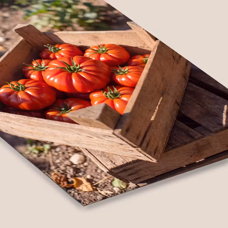 Framed Prints - Tomato - Wooden - Crate - Tomaat - Houten - Kist fotolijst zwart zonder passe partout klein