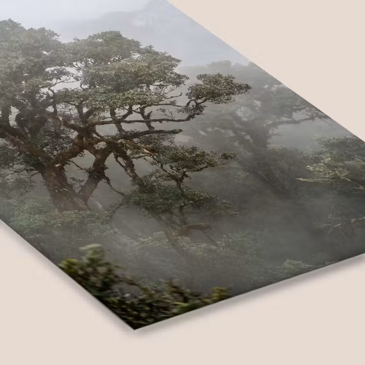 Boom - Mistig - Bos - Groen - Natuur fotolijst zwart zonder passe partout klein -zsfeer6