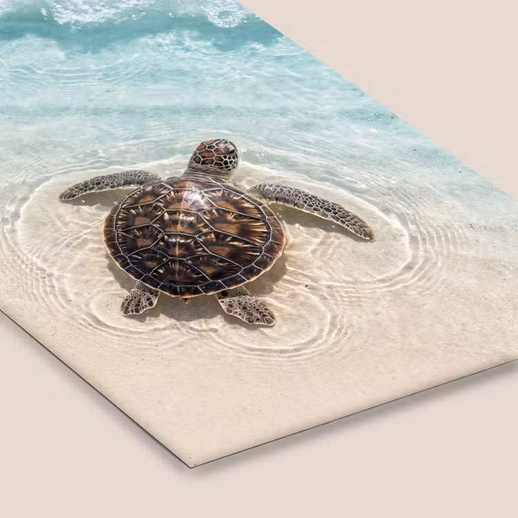 Schildpad - Helder water - Strand - Dieren - Natuur fotolijst zwart zonder passe partout klein -zsfeer6
