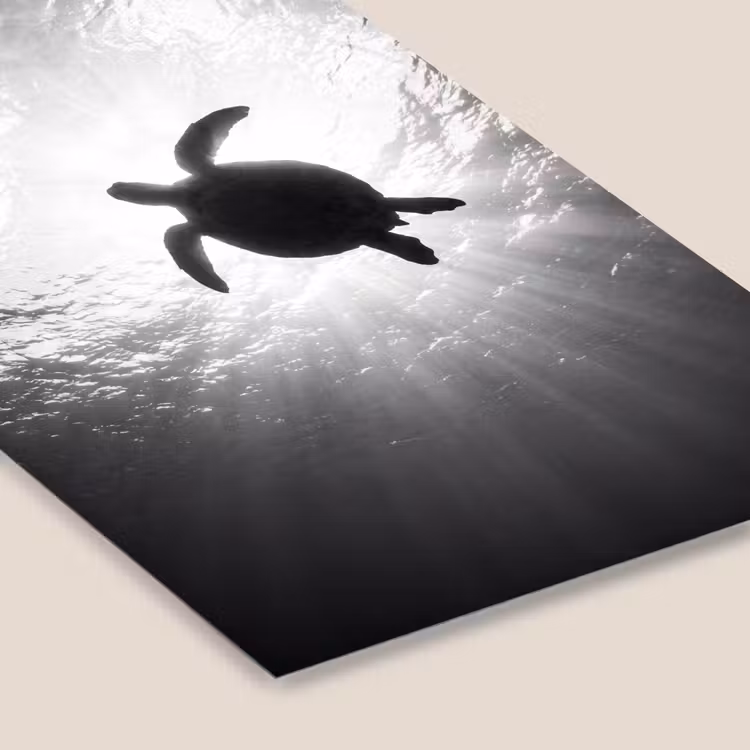 Schildpad - Onderwater - Lichtstralen - Oceaan - Zwart-wit fotolijst zwart zonder passe partout klein -zsfeer6