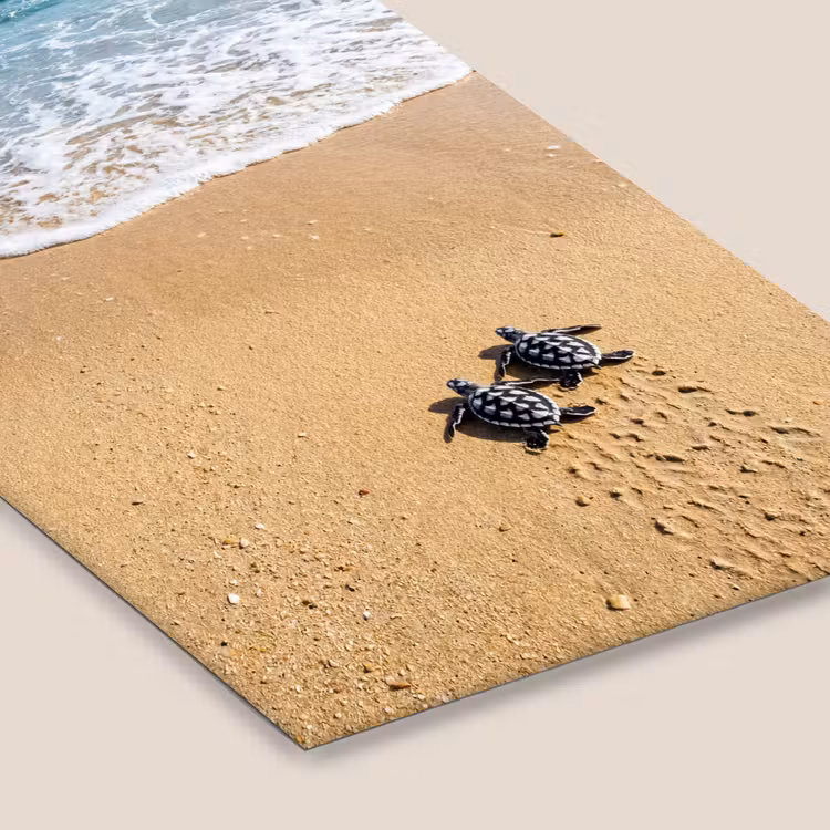 Schildpad - Jong - Strand - Oceaan - Blauw fotolijst zwart zonder passe partout klein -zsfeer6