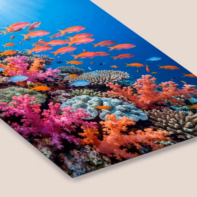 Onderwater - Koraalrif - Vissen - Oceaan - Natuur fotolijst zwart zonder passe partout klein -zsfeer6