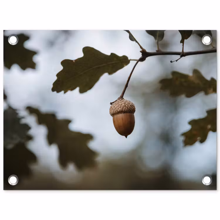Eikel - Eikenblad - Bos - Herfst - Natuur tuinposter los doek klein -3d