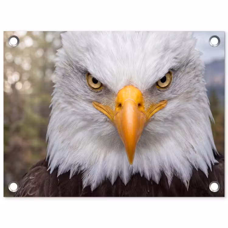 Amerikaans - Zeearend - Portret - Geel tuinposter los doek klein -3d