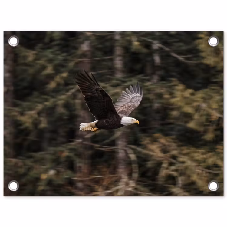 Zeearend - Vliegen - Bos - Natuur tuinposter los doek klein -3d