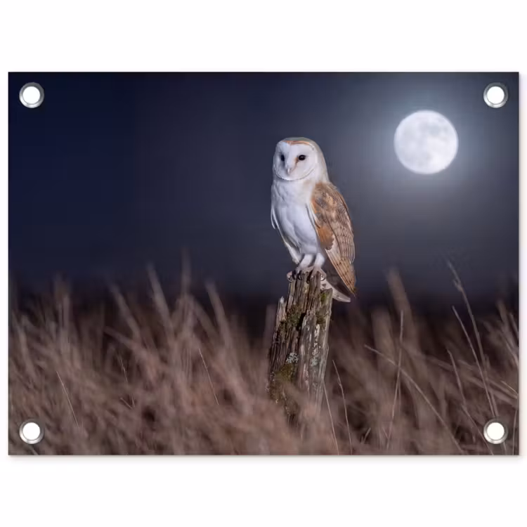Kerkuil - Maan - Nacht tuinposter los doek klein -3d