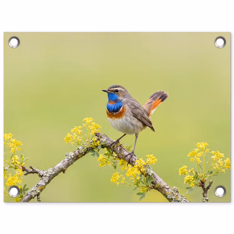 Vogel - Tak - Natuur - Kleurrijk tuinposter los doek klein -3d