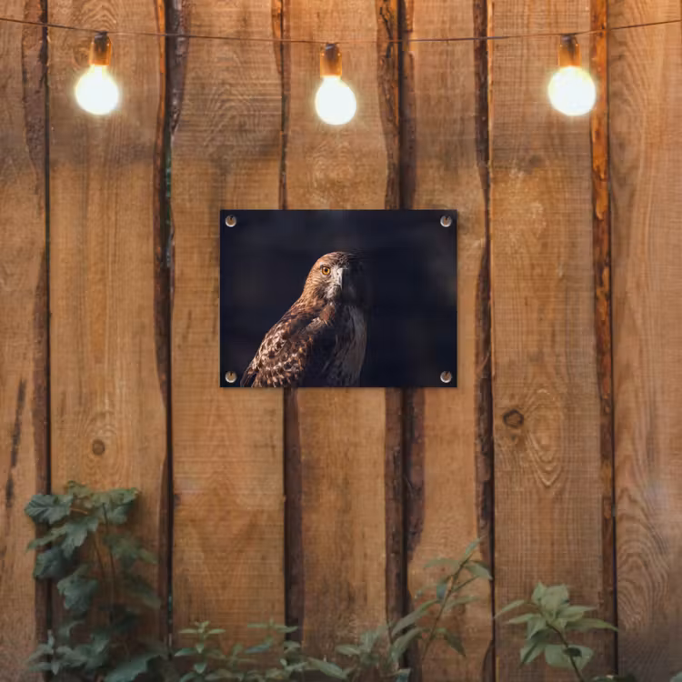 Roofvogel - Buizerd - Bruin tuinposter los doek klein -sfeer1