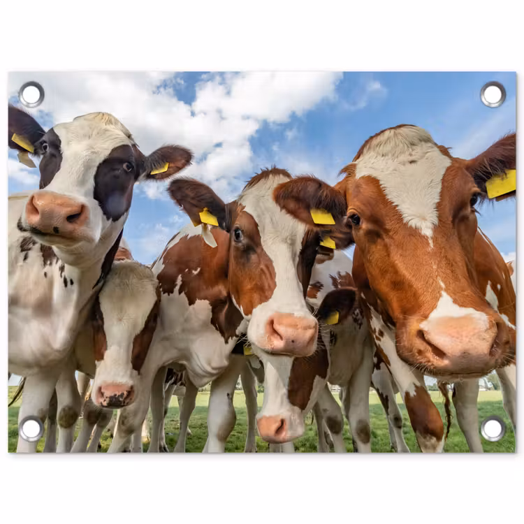 Bruin-witte koeien in de wei tuinposter los doek klein -3d