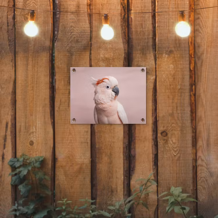 Kaketoe - Portret - Roze tuinposter los doek klein -sfeer1