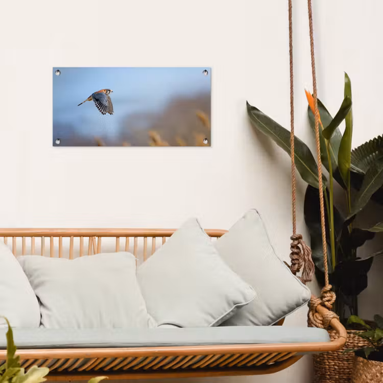 Kleurrijke valk aan het vliegen tuinposter los doek klein -sfeer7