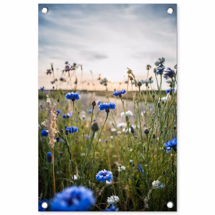 Korenbloemen bij zonsondergang tuinposter los doek klein -3d