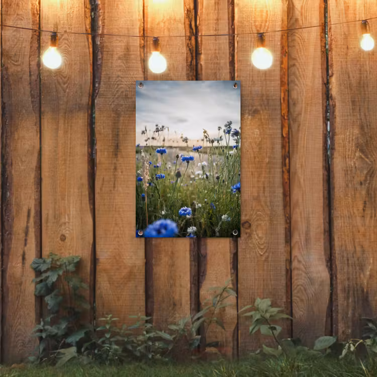 Korenbloemen bij zonsondergang tuinposter los doek klein -sfeer1