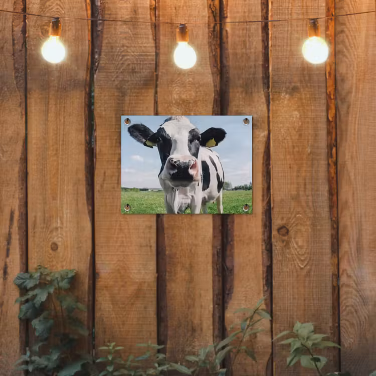 Koe - Weiland - Natuur - Dieren - Gras tuinposter los doek klein -sfeer1