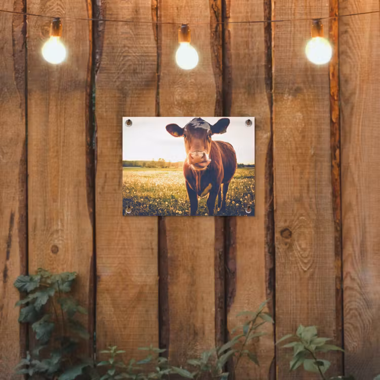 Koe - Zonsondergang - Bloemen - Gras - Dieren tuinposter los doek klein -sfeer1