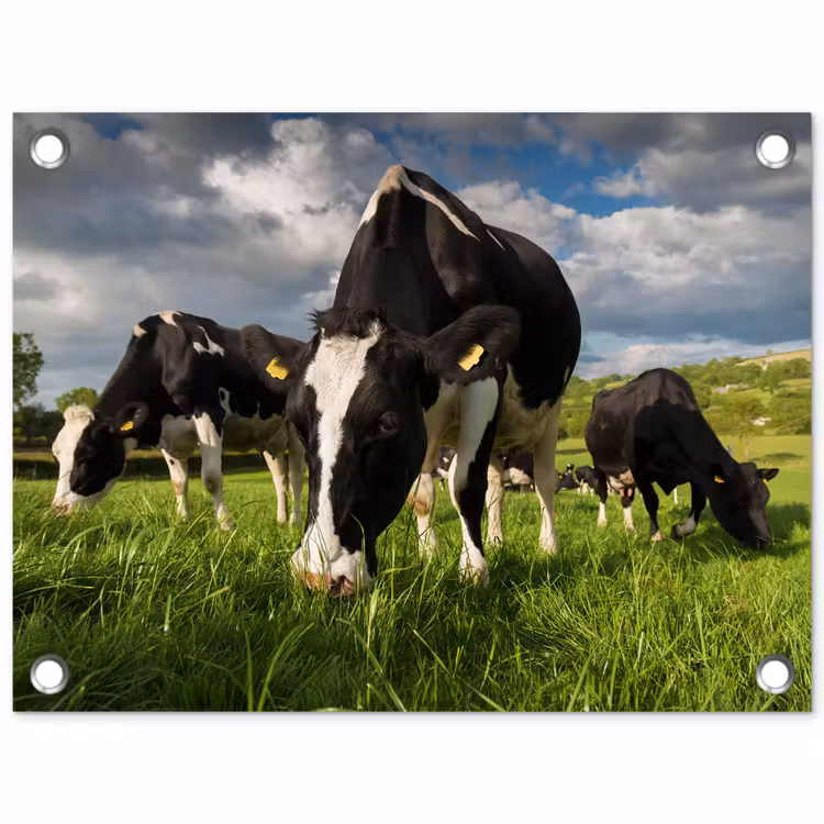 Koeien - Dieren - Gras - Weiland - Boerderij tuinposter los doek klein -3d