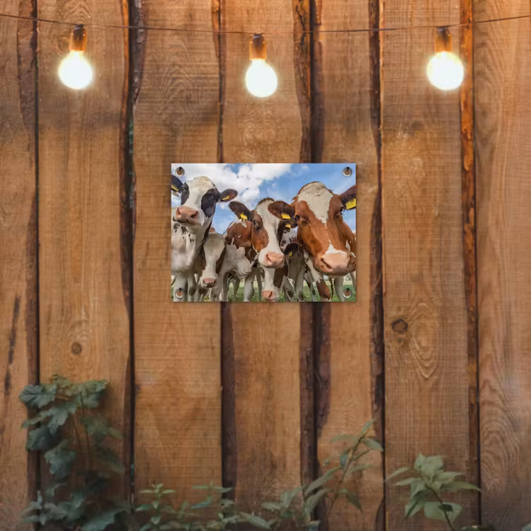 Koeien - Dieren - Weiland - Natuur tuinposter los doek klein -sfeer1